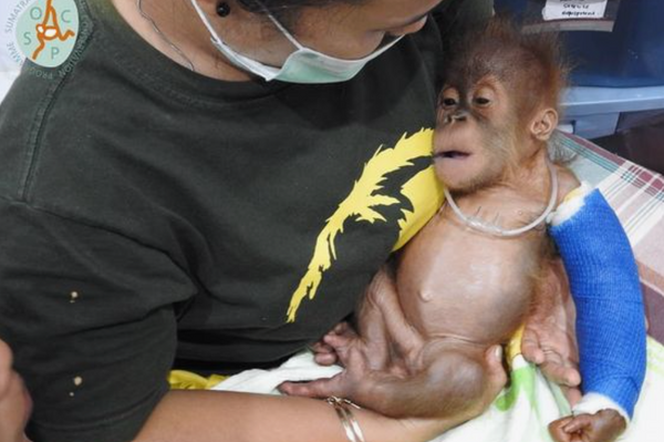 Can Palm Oil Really Be Sustainable?